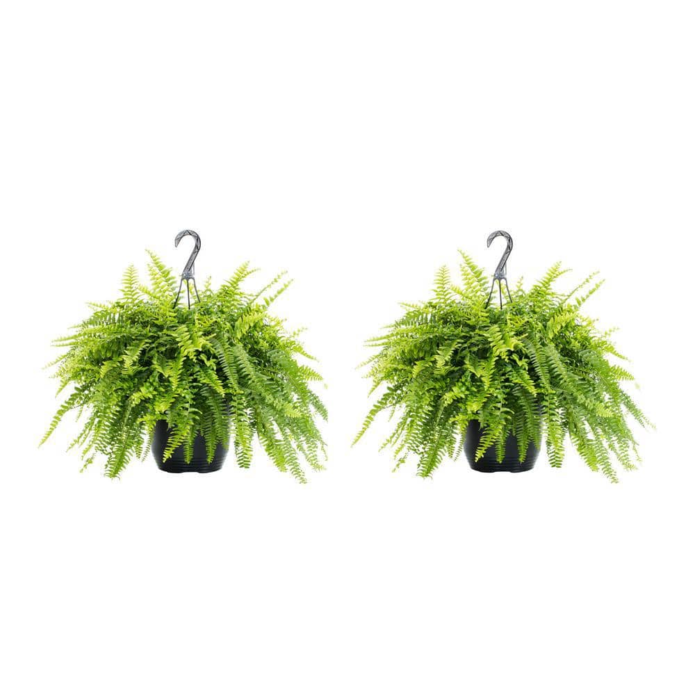 1.5 Gal. Boston Fern Green Hanging Basket Annual Plant (2-Pack) - Hercitys