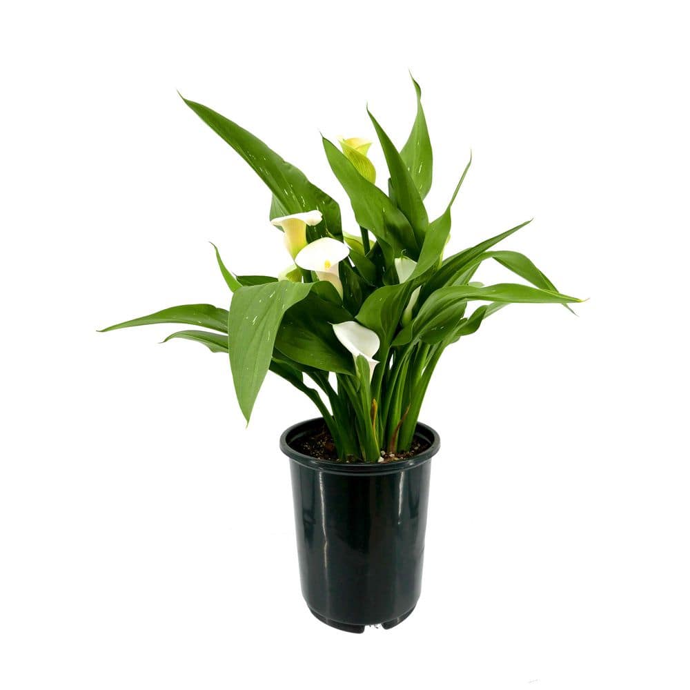 2.5 Qt. Perennial Calla Lily White (1-Pack) - Hercitys