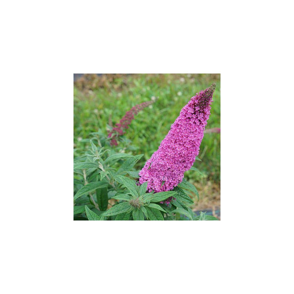 4.5 in. qt. Pugster Pinker Butterfly Bush (Buddleia) Live Plant, Shrub, Pink Flowers - Hercitys
