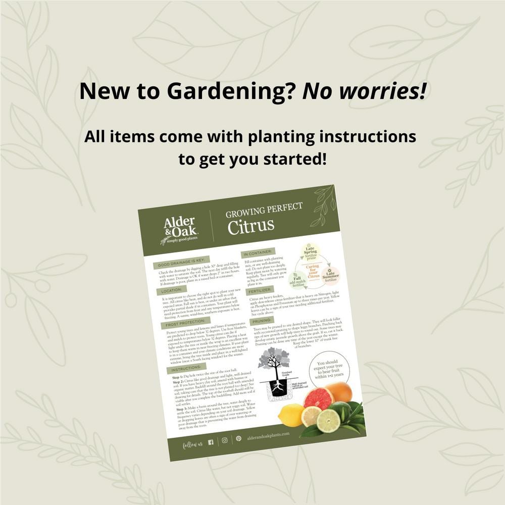 #3 Container Buddhas Hand Citron Evergreen Tree - Hercitys