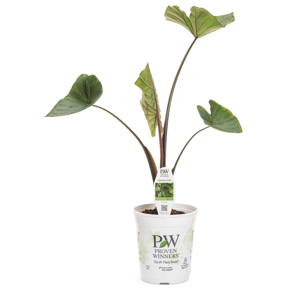 1 Gal. Royale. ‘Coffee Cups’ Live Annual Plant, Green Foliage (1-Pack) - Hercitys