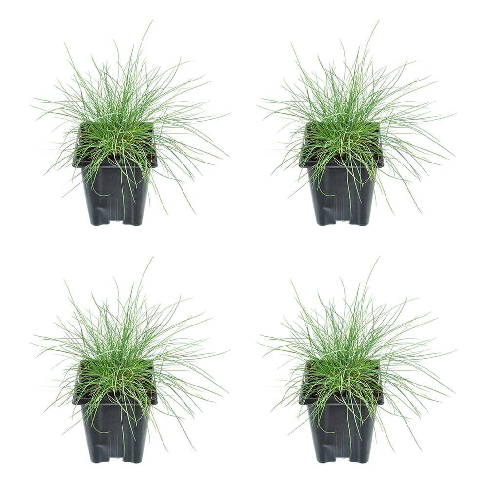 1.0 qt. Blue Grass Festuca Boulder Perennial (4-Pack) - Hercitys
