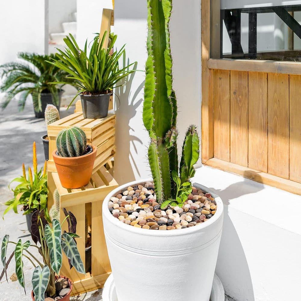 2.75 in. Medium Natural River Rocks for Plants and Garden Landscaping - Hercitys