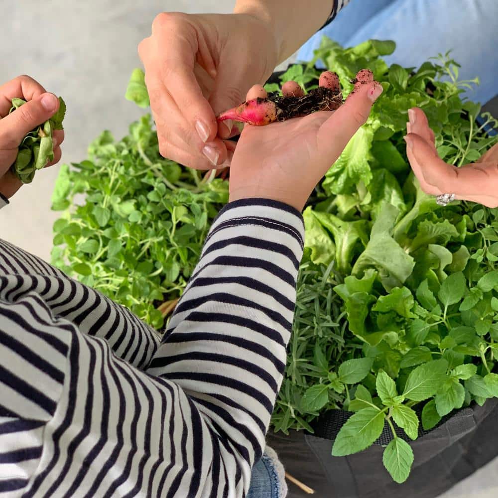 3 Gal. Portable Outdoor Grow Bag My First Garden Kit with Vegetable and Herb Plants - Hercitys