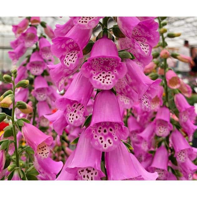 2.5 qt. Perennial Digitalis Pink (4-Pack) - Hercitys