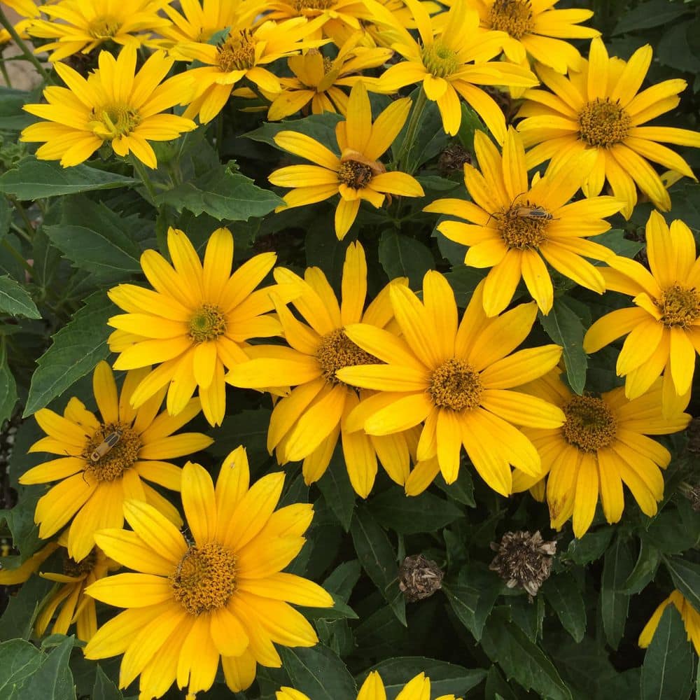 0.65 Gal. Tuscan Gold False Sunflower (Heliopsis helianthoides) Live Perennial Plant with Yellow Flowers - Hercitys