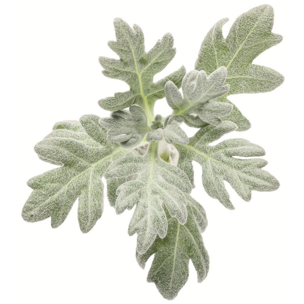 0.65 Gal. Silver Lining White Sagebrush Live Perennial Plant, Yellow Flowers (1-Pack) - Hercitys