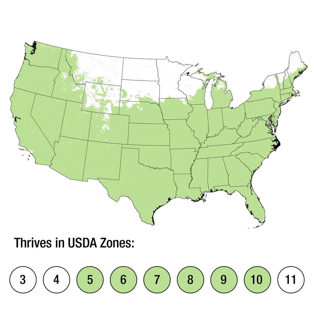 1.5 Gal. Lil’ Grape Butterfly Bush (Buddleia) Live Shrub Plants, Purple Flowers - Hercitys