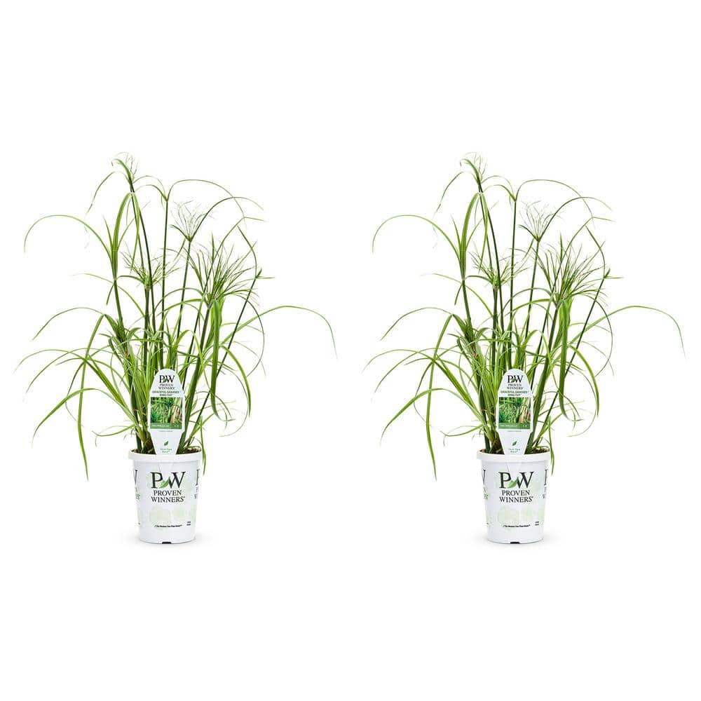 2.5 qt. Cyperus Papyrus Prince Tut Perennial Plant with No Flowers-2 Pack - Hercitys