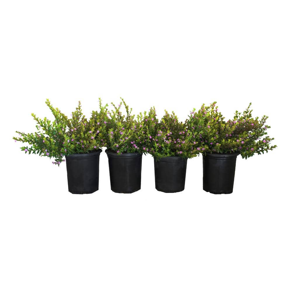 #1 Container Mexican Heather Shrub (4-pack) - Hercitys