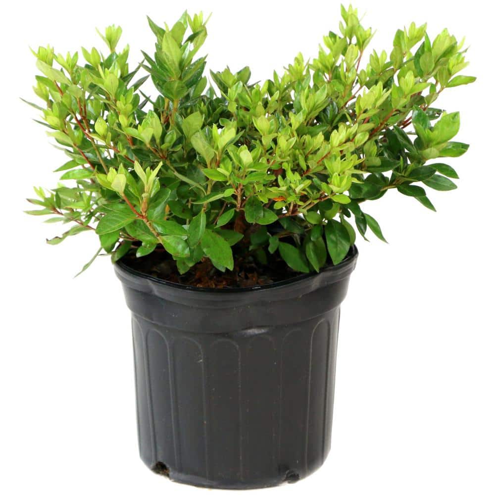 2.25 Gal. Azalea Chinzan Flowering Shrub with Pink Blooms - Hercitys