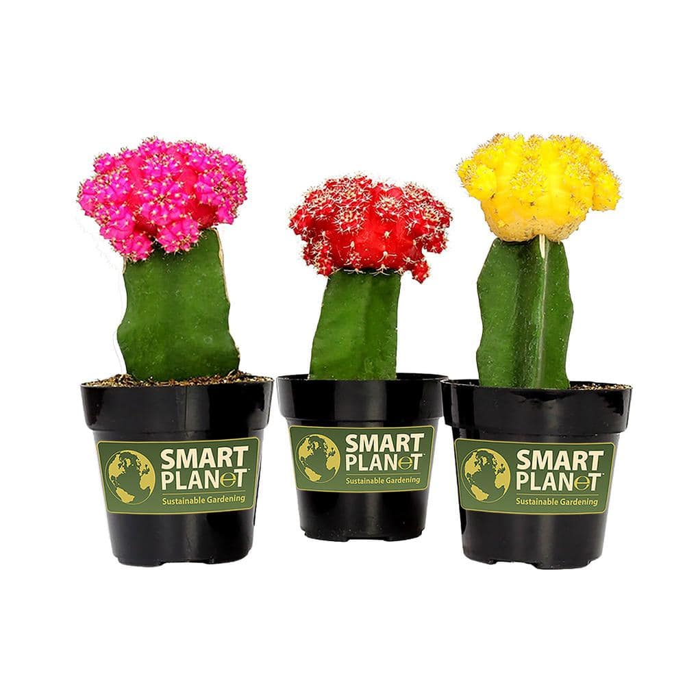 2.5 in. Assorted Grafted Cactus (3-Pack) - Hercitys