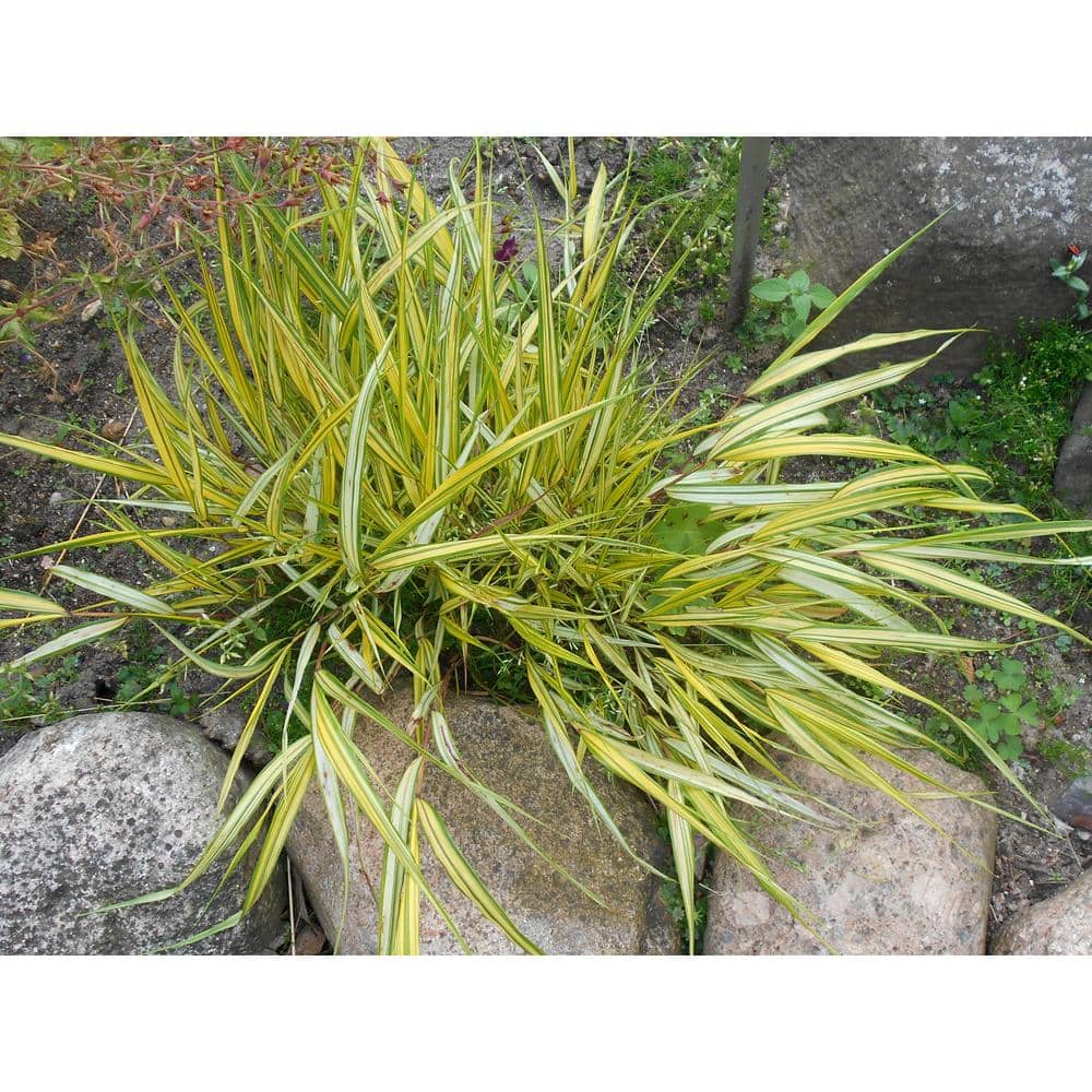 1 Gal. Aureola Japanese Forest Grass – Unique Golden/Green Variegated and Mounding Ornamental Grass - Hercitys