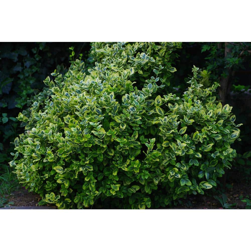 1 Gal. Evergreen Wintercreeper Euonymus Shrub Evergreen, Glossy and Lustrous Leaves, also Drought and Cold Tolerant - Hercitys