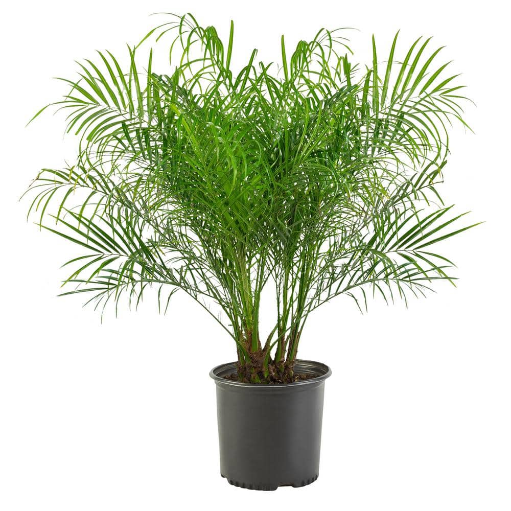 10 in. Roebellini Palm Tree with Long Rich Green Fronds - Hercitys