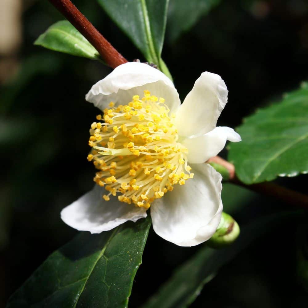1 gal. Brew-Tea-Ful Camelia Sinensus Shrub - Hercitys