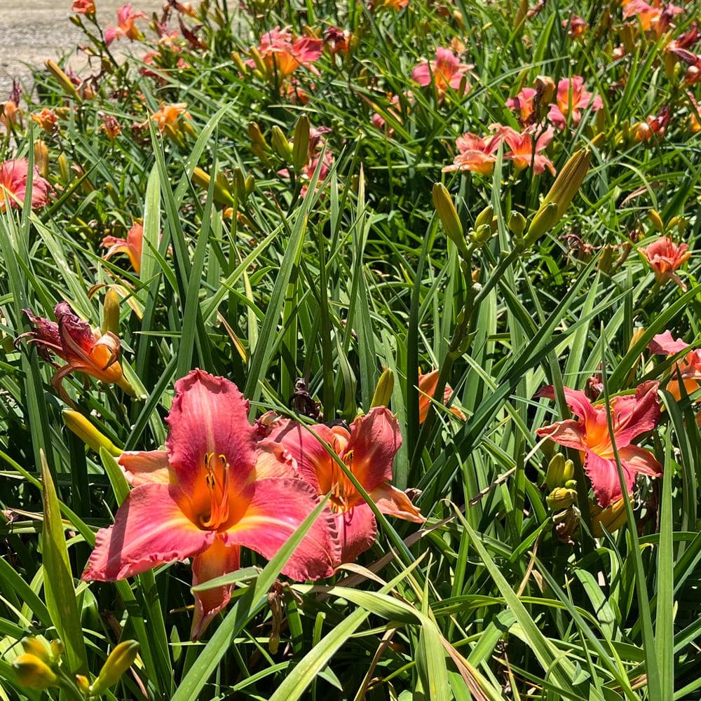 #5 Container Shell Pink Daylily Plant - Hercitys