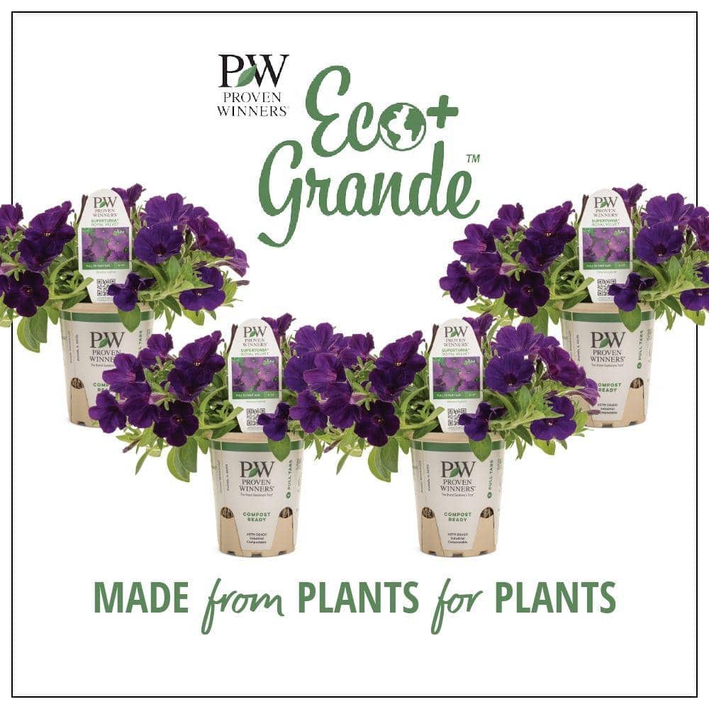 4.25 in. Eco+Grande Supertunia Royal Velvet (Petunia) Live Plant, Purple Flowers (4-Pack) - Hercitys