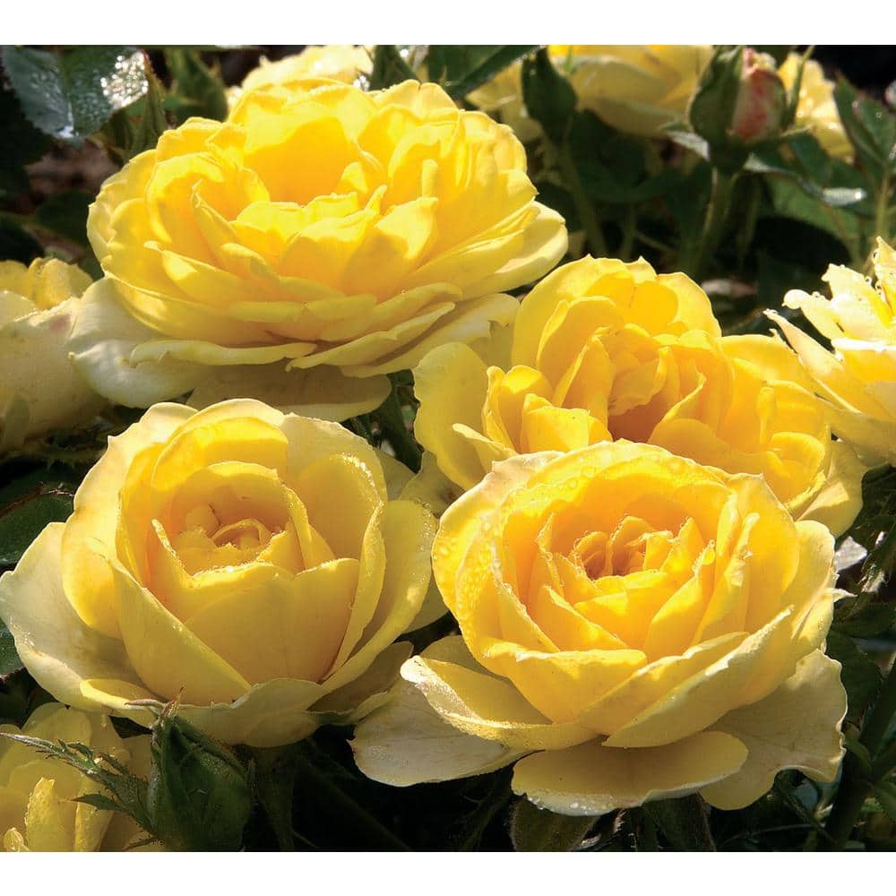 1 Qt. Sunblaze Yellow Mini Rose Bush with Yellow Flowers (3-Pack) - Hercitys
