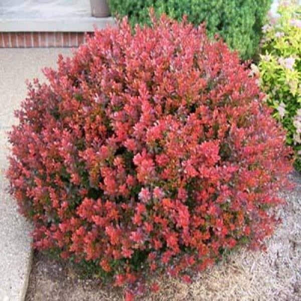1 Gal. Crimson Pygmy Dwarf Japanese Barberry Shrub Rich Purple Foliage, Compact Growth, Beautiful Red Berries - Hercitys