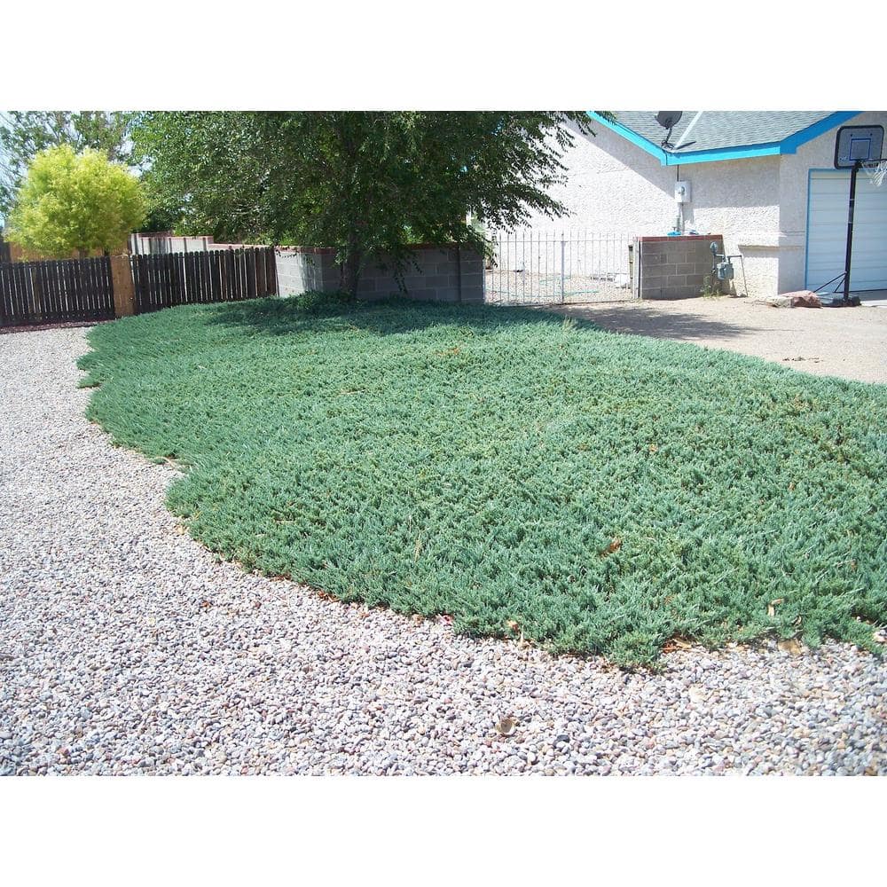 1 Gal. Blue Rug Juniper Shrub Unique Blue Evergreen Ground Cover Shrub, Drought Tolerant - Hercitys