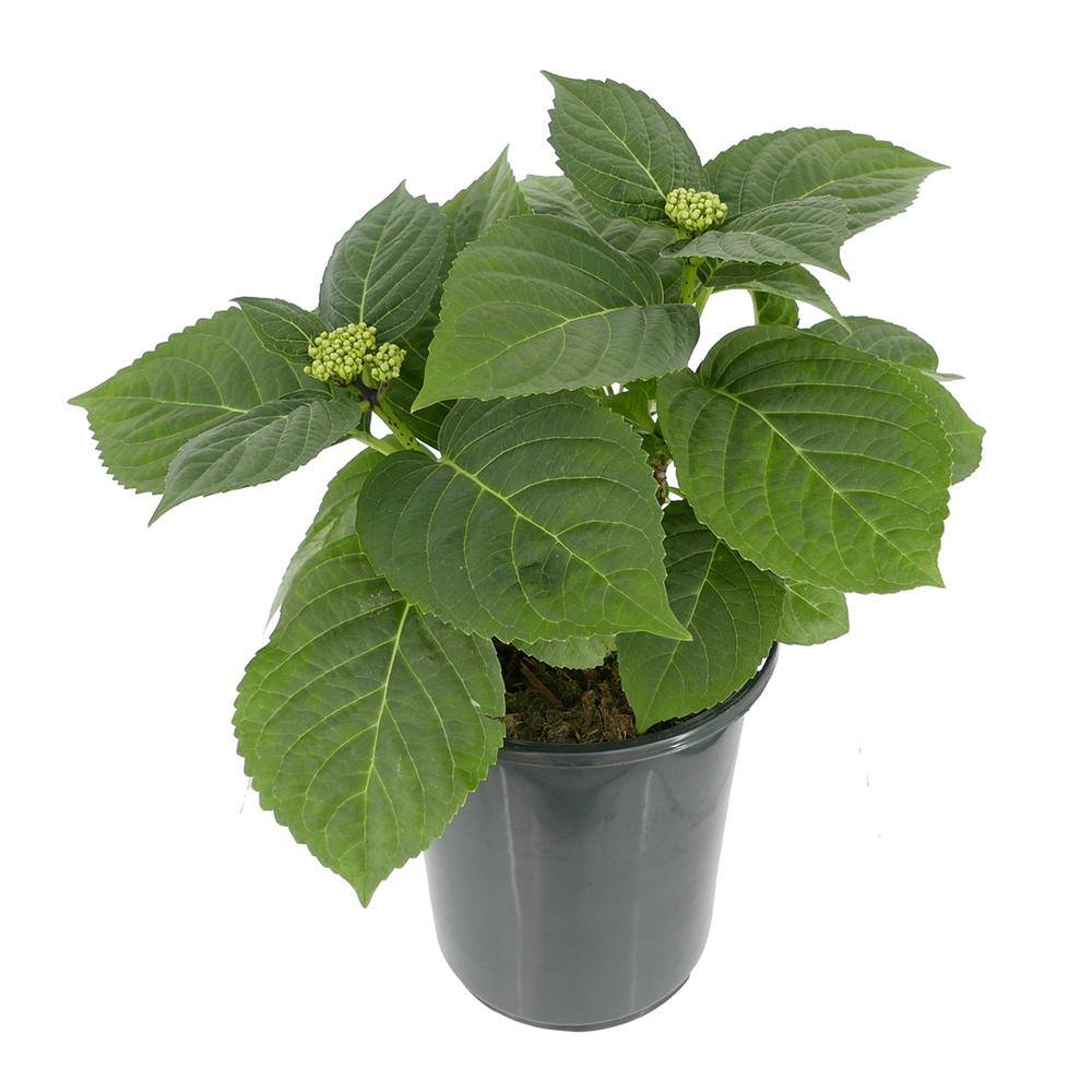 2.5 qt. Hydrangea macrophylla Hi River Blue Perennial Plant with Blue Flowers – 1-Pack - Hercitys