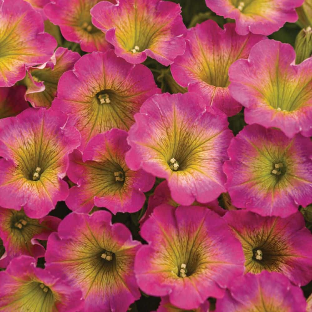 4.25 in. Eco+ Grande Supertunia Daybreak Charm (Petunia Hybrid) Live Annual Plant with Pink Flowers 4-Pack - Hercitys