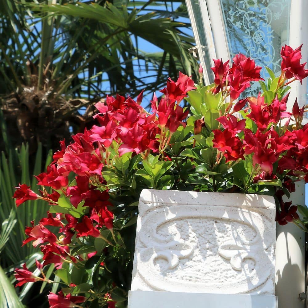 4 in. Mandevilla Plant with Red Flowers (12-Pack) - Hercitys