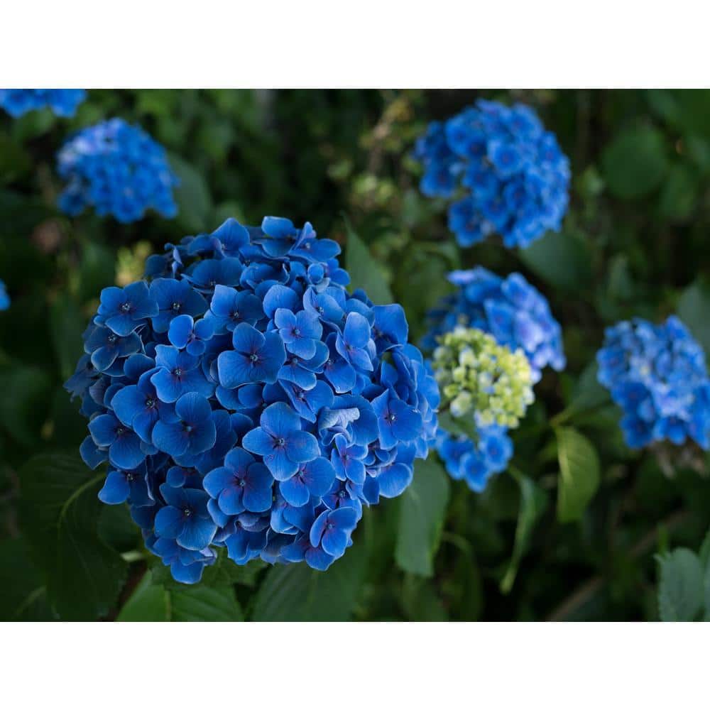 1 Gal. Let’s Dance Rhythmic Blue Hydrangea Shrub Reblooming Skyblue Flowers - Hercitys