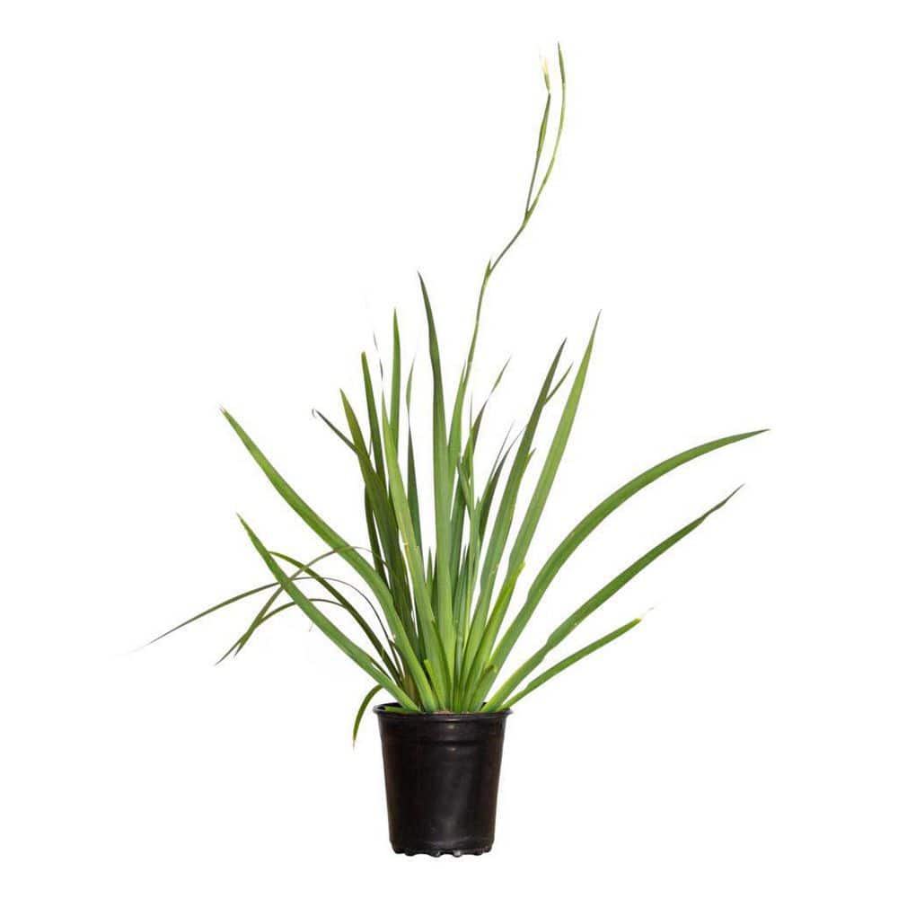 2.5 Qt. White African Iris With White Blooms Featuring Yellow and Purple Highlights, Live Evergreen Plant - Hercitys