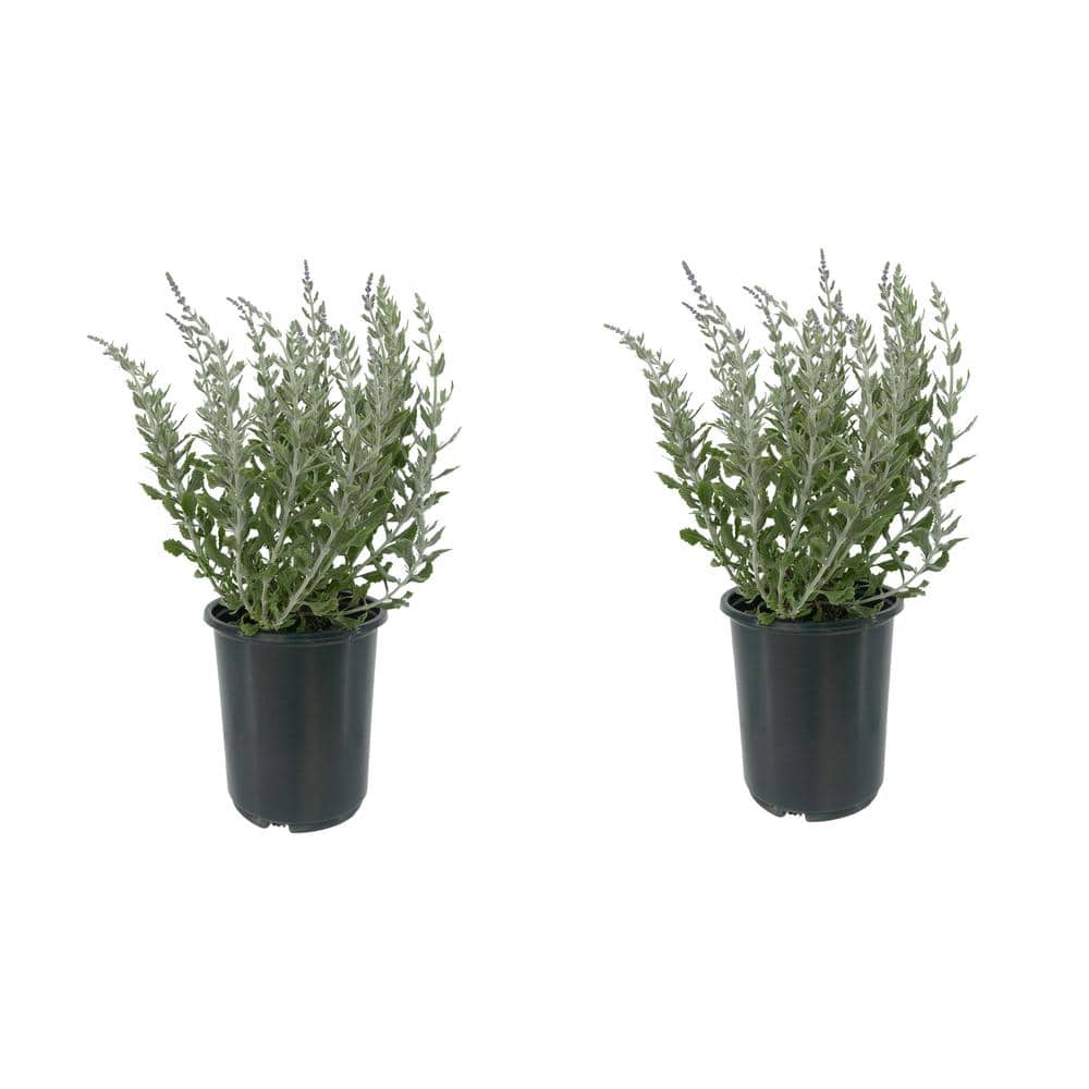 2.5 qt. Perennial Perovskia Atriplicifolia Sage (2-Pack) - Hercitys