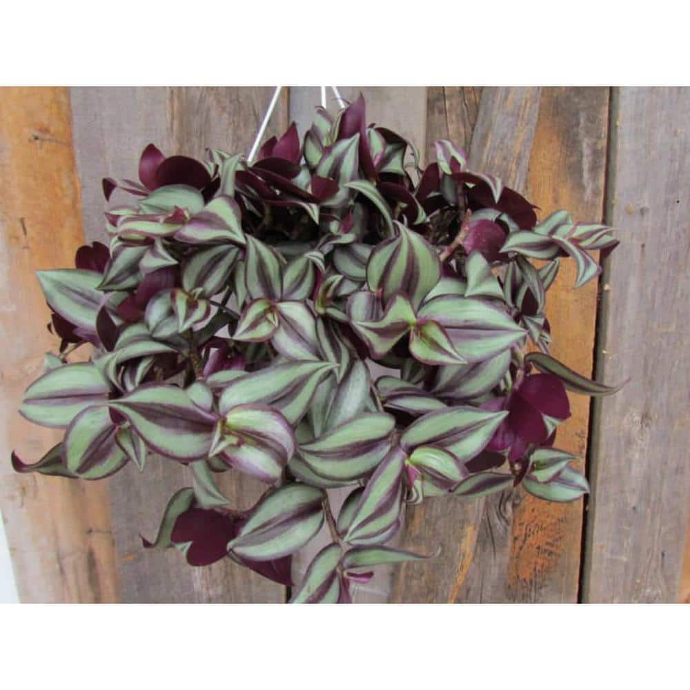 1.8 Gal. Tradescantia Plant in 11 in. Hanging Basket - Hercitys