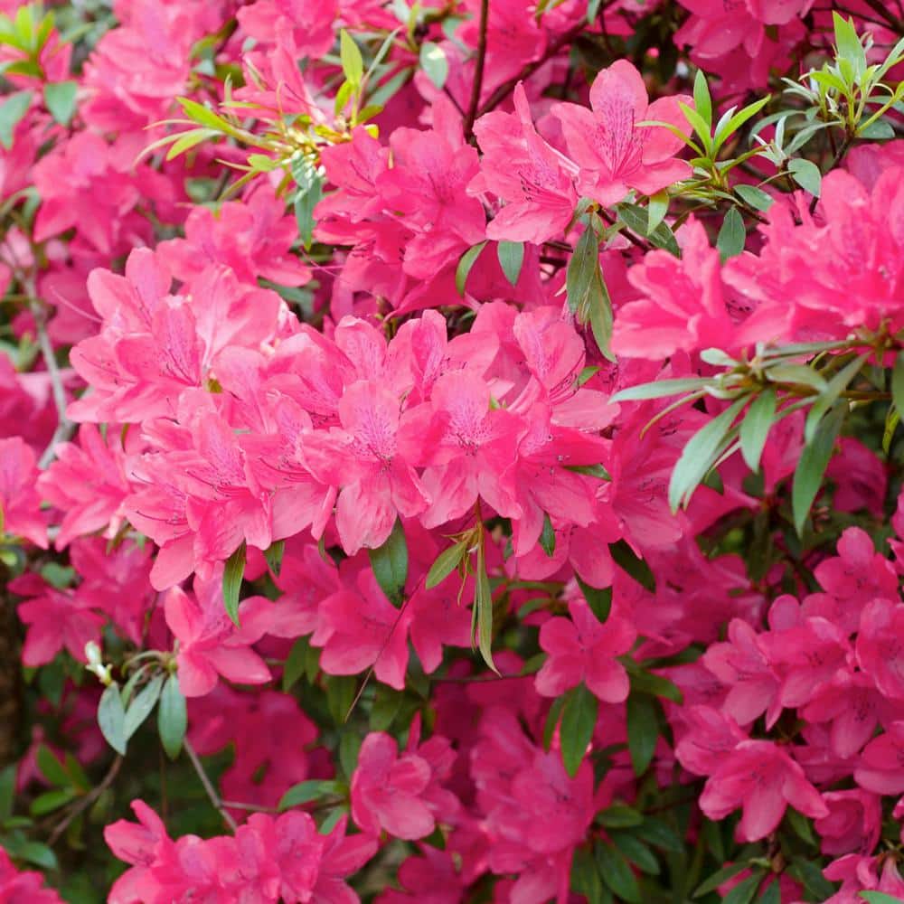 2.25 Gal. Azalea Chinzan Flowering Shrub with Pink Blooms - Hercitys