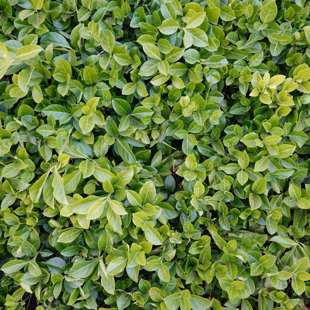 1 gal. Asiatic Jasmine Plant with White Flowers - Hercitys