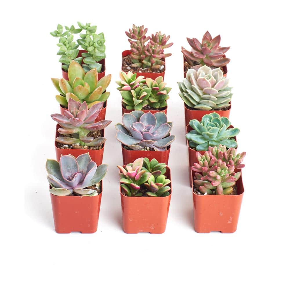 2 in. Premium Pastel Succulent (Collection of 12) - Hercitys