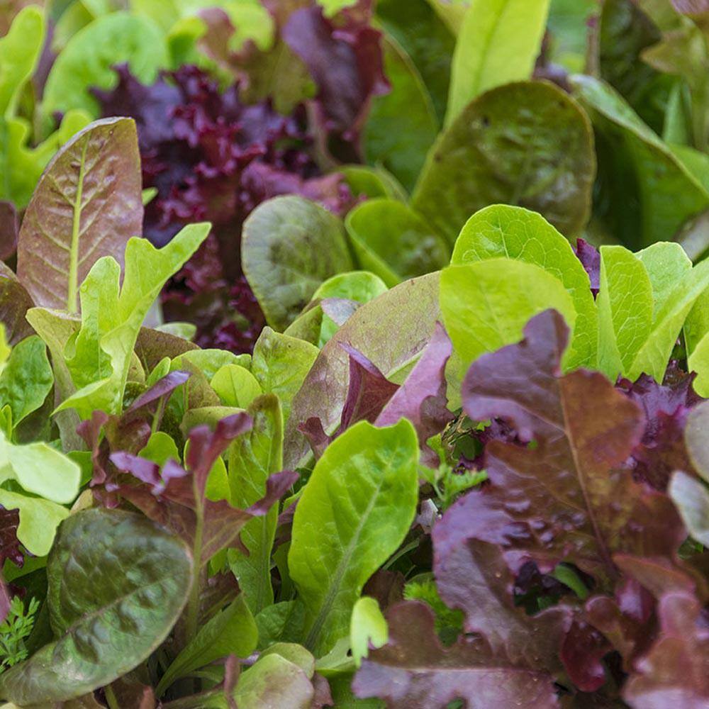 0.50 oz. Lettuce Premium Blend (Seed Packet) - Hercitys