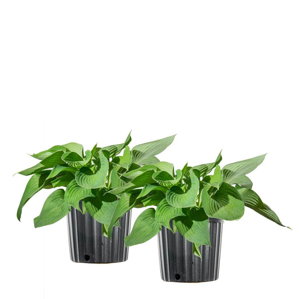 1 Gal. Halcyon Hosta – 2 Pack - Hercitys
