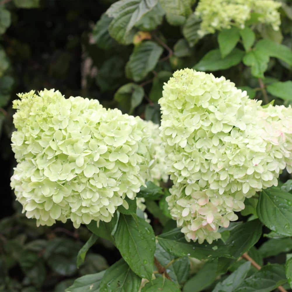 3 Gal. Limelight Hydrangea Shrub Tree Form with Green to Pink Flowers - Hercitys