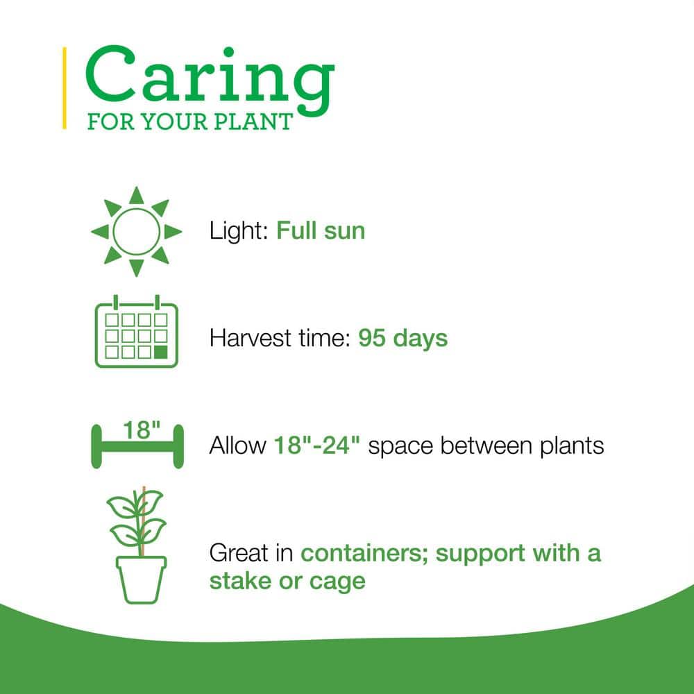 19 oz. Habanero Hot Pepper Plant (2-Pack) - Hercitys