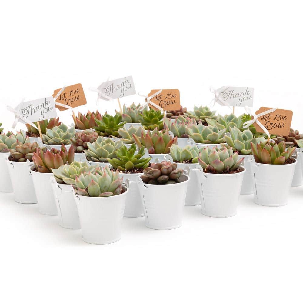 2 in. Wedding Event Rosette Succulents Plant with White Metal Pails and Let Love Grow Tags (30-Pack) - Hercitys