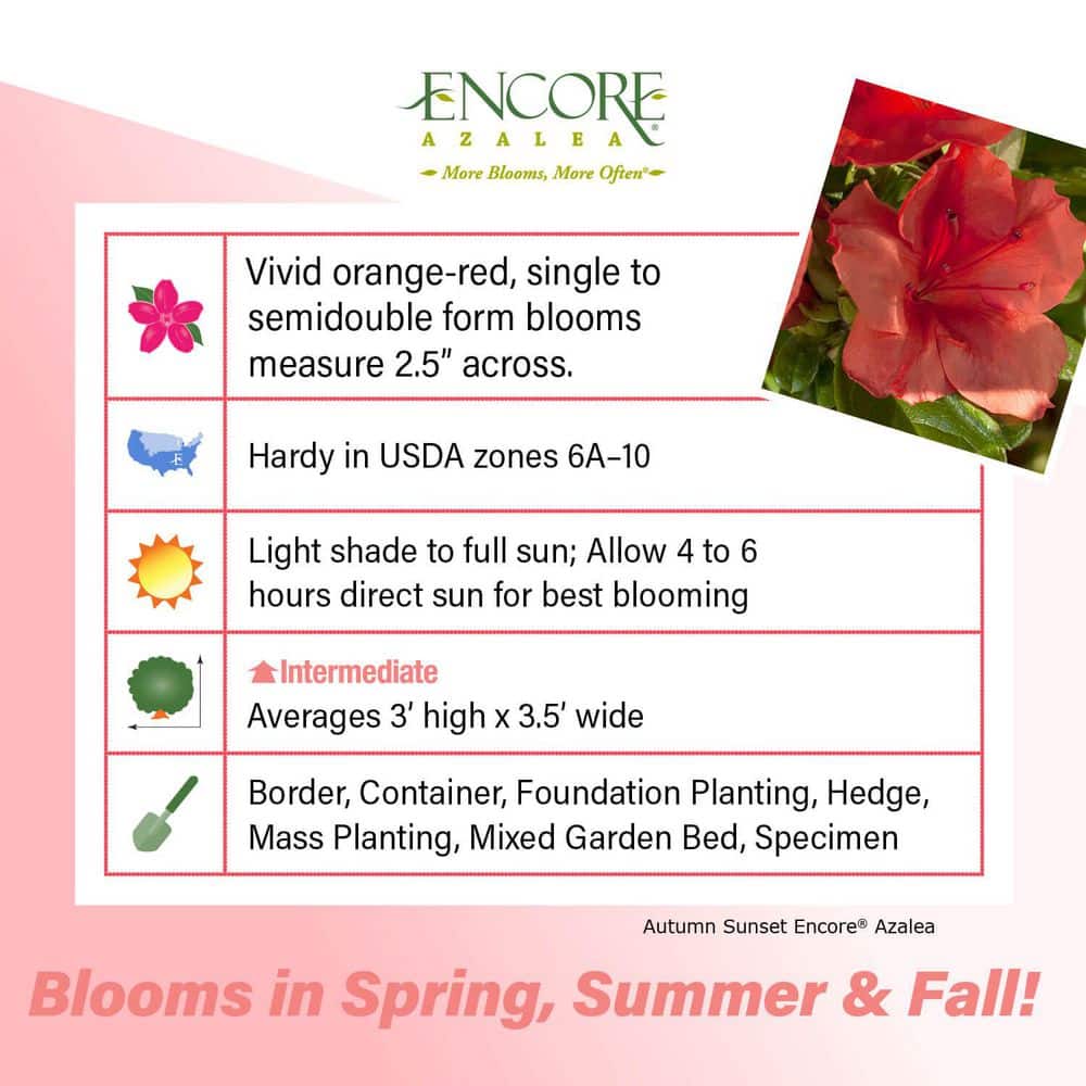 3 Gal. Autumn Sunset Shrub with Orange-Red Reblooming Flowers - Hercitys