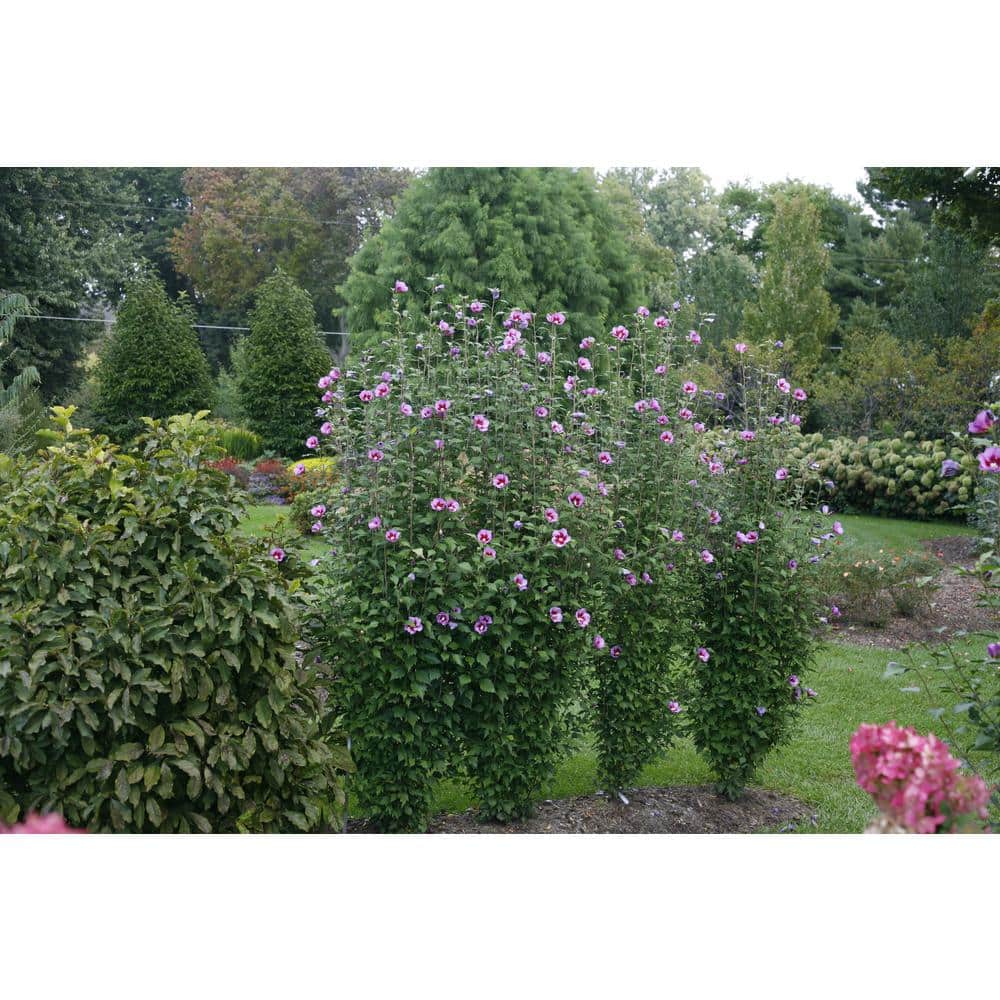 1 Gal. Purple Pillar Rose of Sharon (Hibiscus) Live Shrub, Purple Flowers - Hercitys