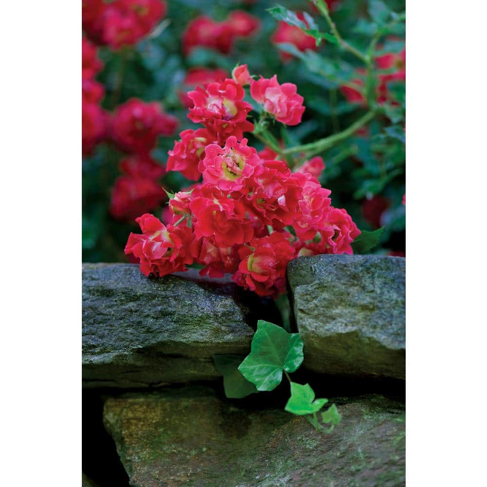 1 Gal. Red Drift Rose Bush with Red Flowers (2-Pack) - Hercitys
