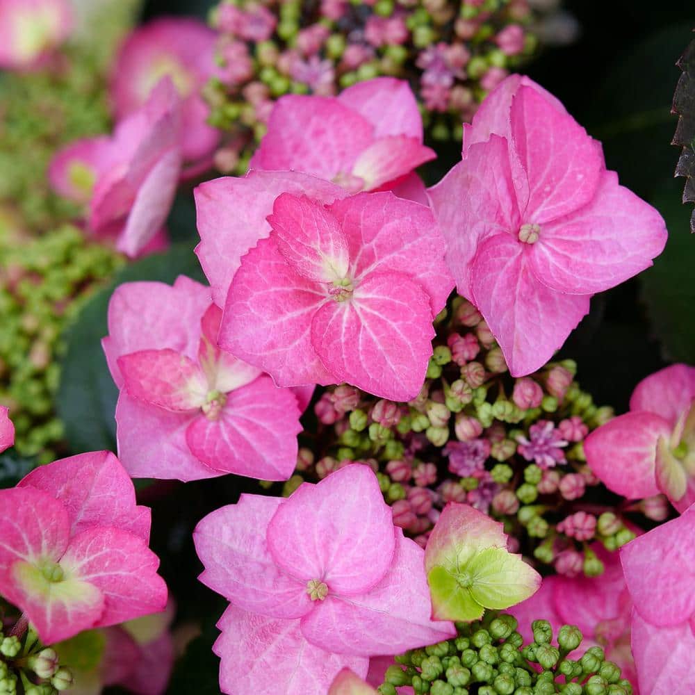 4.5 in. Qt. Tuff Stuff Top Fun Reblooming Mountain Hydrangea (Serrata) Flowering Shrub with Pink Purple, or Blue Flowers - Hercitys