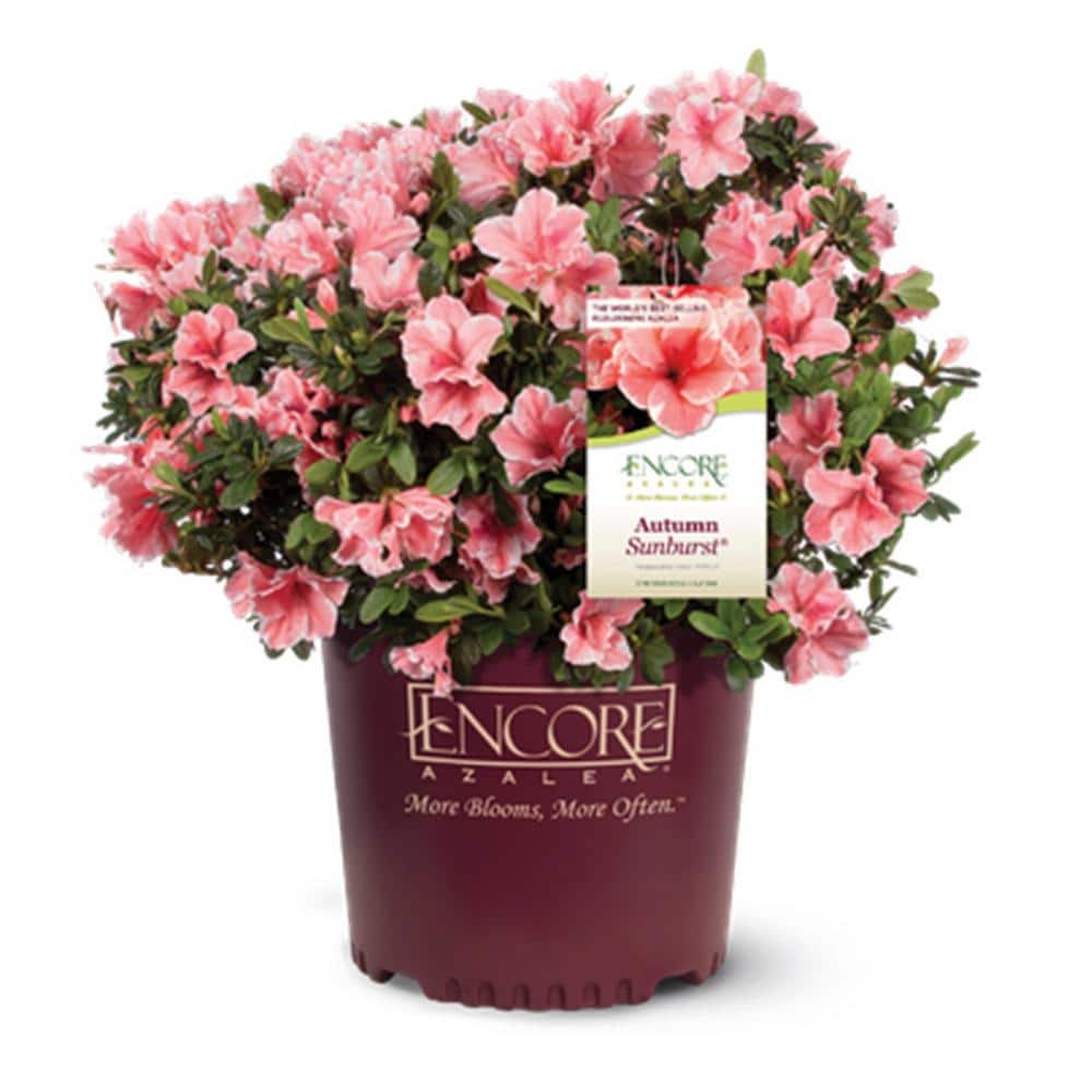 1 Gal. Autumn Sunburst Shrub with Bicolor Coral Pink and White Reblooming Flowers - Hercitys