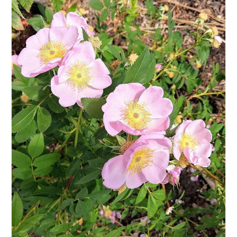 1 gal. Wild Rose Flowering Native Shrub with Wetland Loving Pink Blossoms - Hercitys