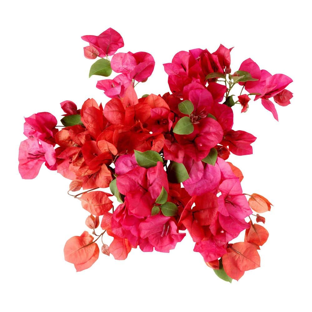 #5 Barbara Karst Bougainvillea Flowering Shrub Plant (2-pack) - Hercitys