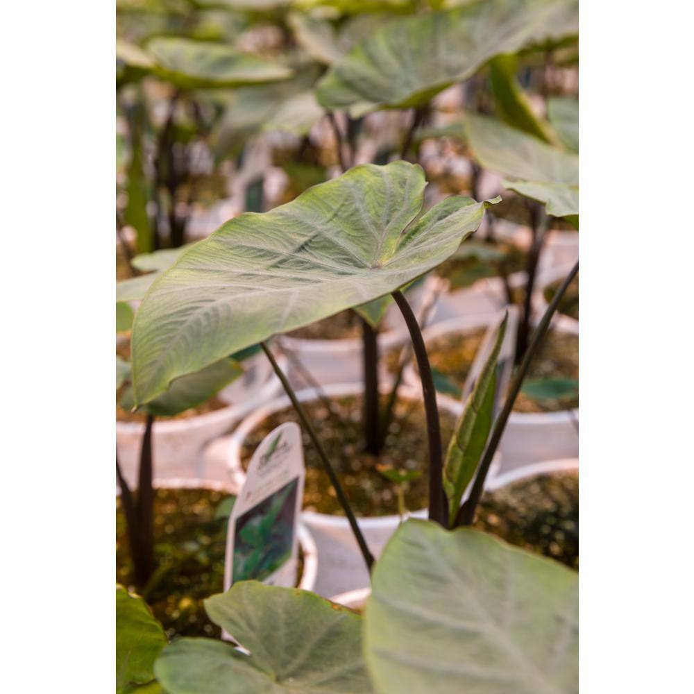 1 Gal. Royale. ‘Coffee Cups’ Live Annual Plant, Green Foliage (1-Pack) - Hercitys