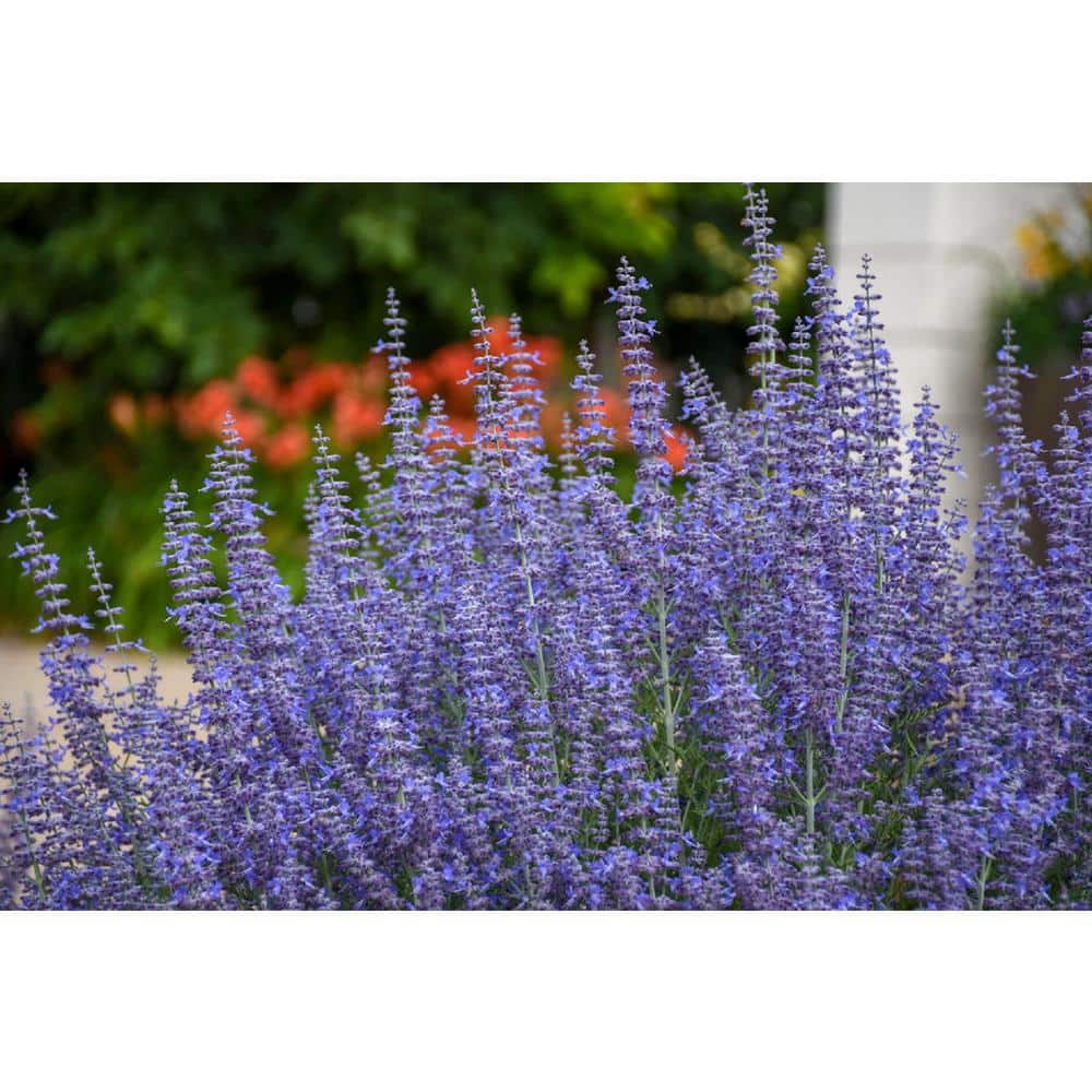 3 Gal. Denim N Lace Perovskia Live Perennial Plant (1-Pack) - Hercitys