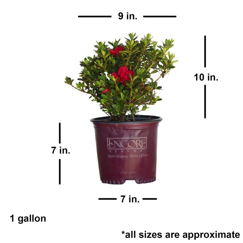 1 Gal. Autumn Fire Shrub with True Red Reblooming Flowers - Hercitys